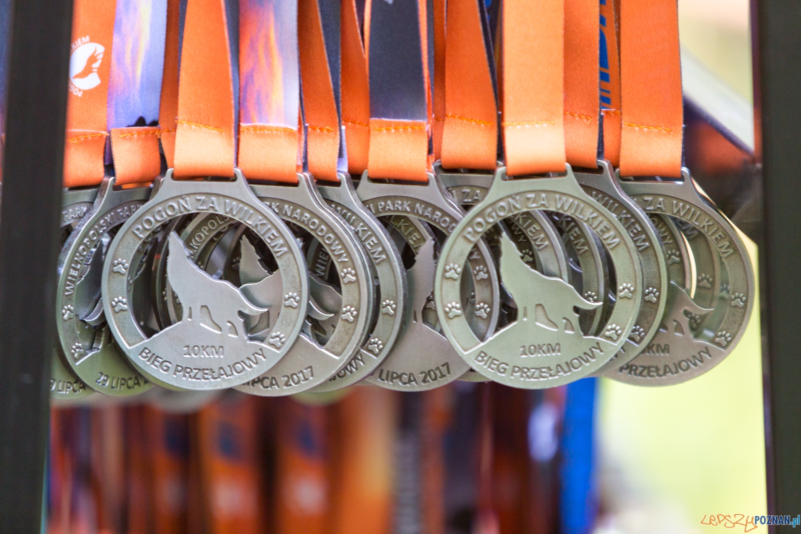 Pogoń za Wilkiem 2017 Foto: lepszyPOZNAN.pl/Piotr Rychter Pogoń za Wilkiem 2017 Foto: lepszyPOZNAN.pl/Piotr Rychter