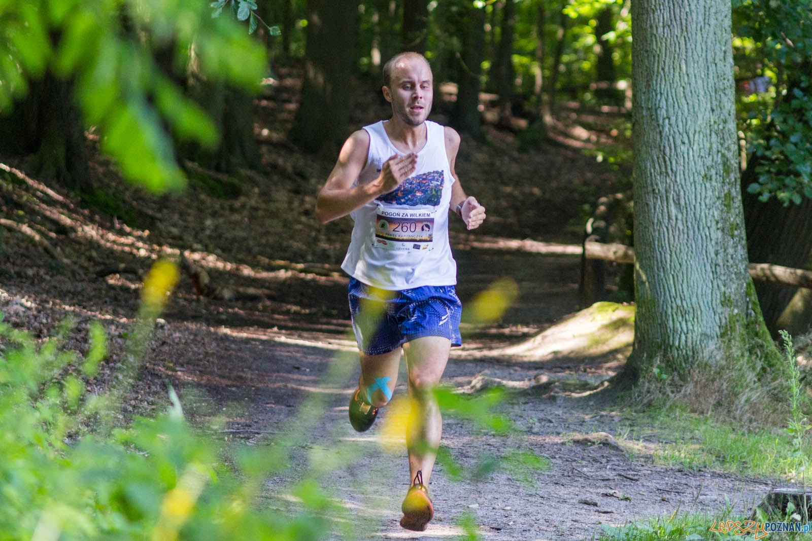 Pogoń za Wilkiem Foto: lepszyPOZNAN.pl / Ewelina Jaśkowiak Pogoń za Wilkiem Foto: lepszyPOZNAN.pl / Ewelina Jaśkowiak