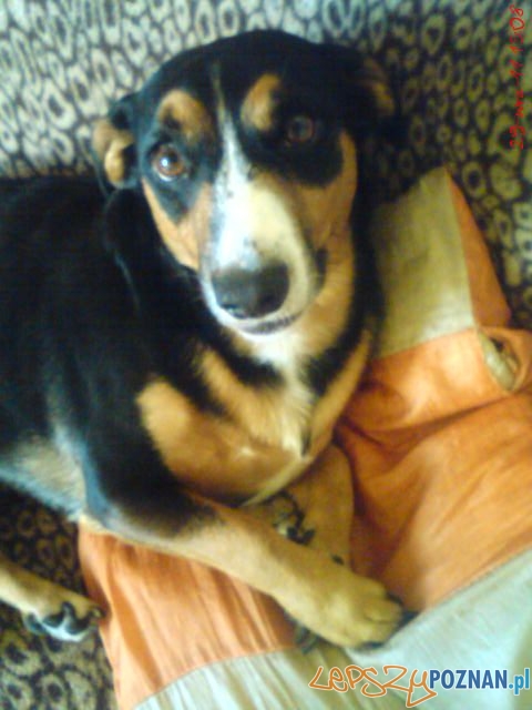 Karolina Pomykała - Niko Foto: Karolina Pomykała - Niko Foto: