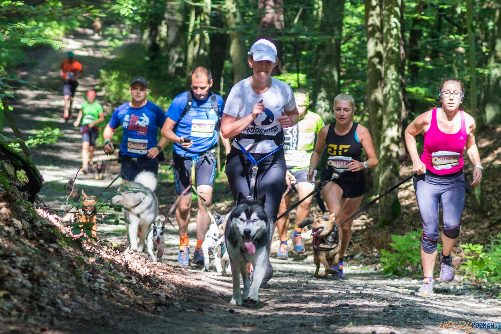 Pogoń za Wilkiem Foto: lepszyPOZNAN.pl / Ewelina Jaśkowiak Pogoń za Wilkiem Foto: lepszyPOZNAN.pl / Ewelina Jaśkowiak