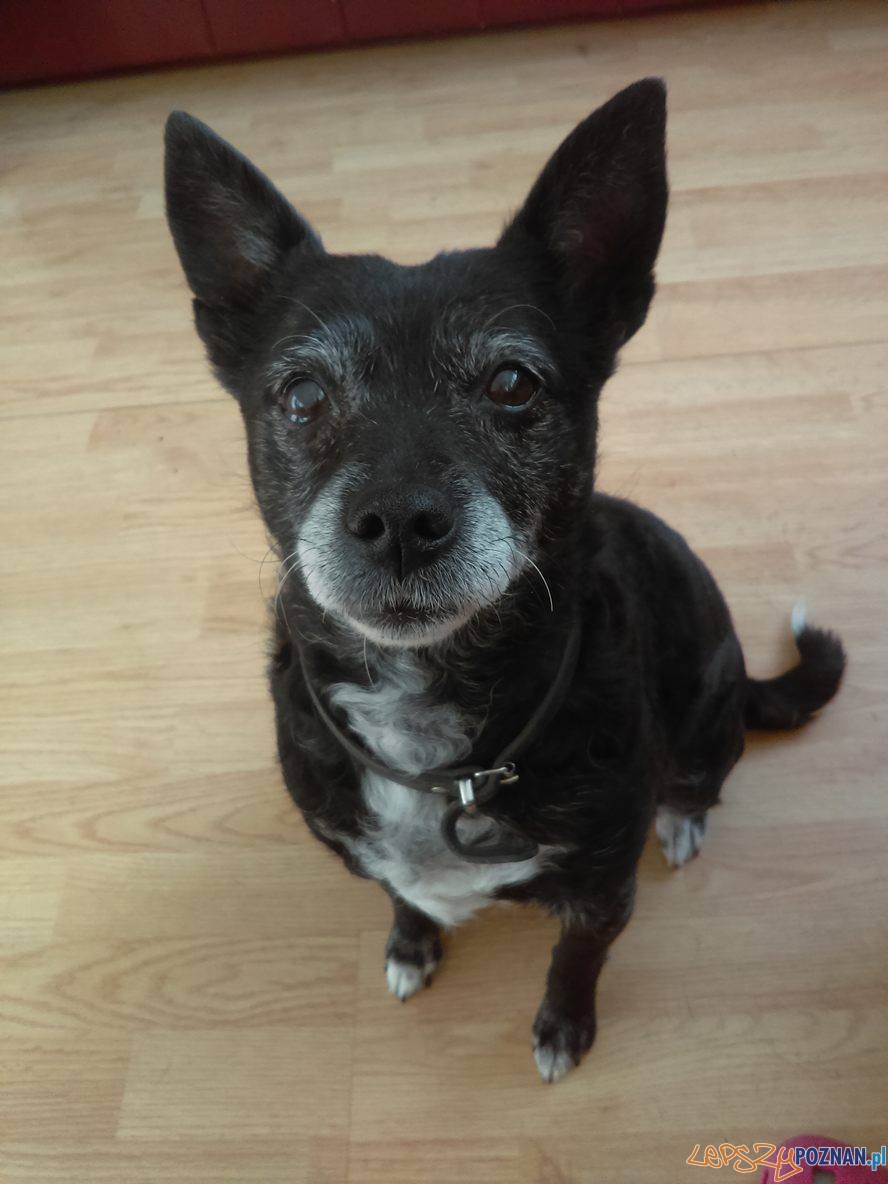 Monika Ozzy Ozeusz - Daisy Foto: Monika Ozzy Ozeusz - Daisy Foto: