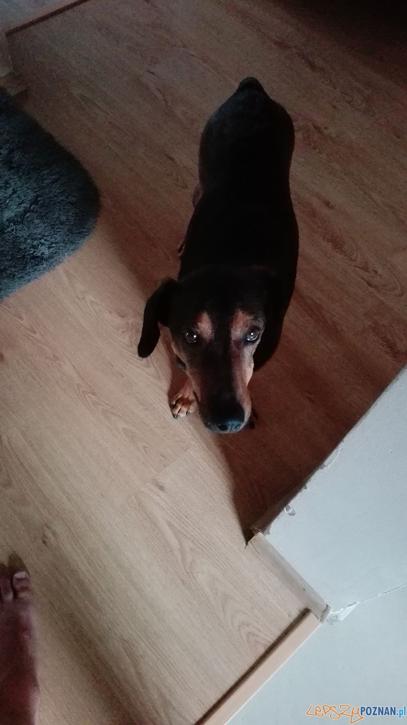 Łukasz Skrocki - Morris Foto: Łukasz Skrocki - Morris Foto: