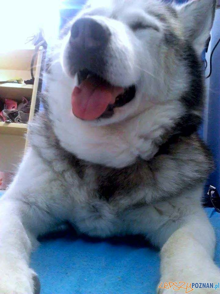 Natalia Kubacka Lola - 12 lat z nami,zabrana z poznańskiego schroniska Foto: Natalia Kubacka Lola - 12 lat z nami,zabrana z poznańskiego schroniska Foto: