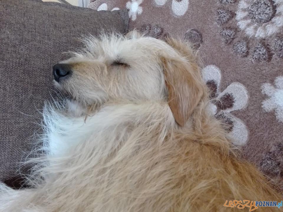 Jolanta Kruk Tedy moj mały misio Foto: Jolanta Kruk Tedy moj mały misio Foto: