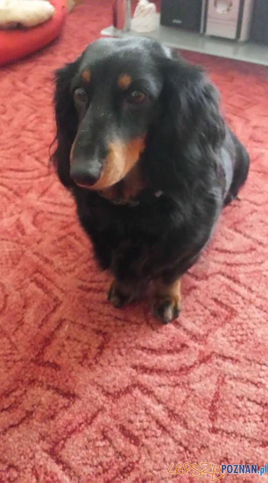 Romana Gogolewska Werka Foto: Romana Gogolewska Werka Foto: