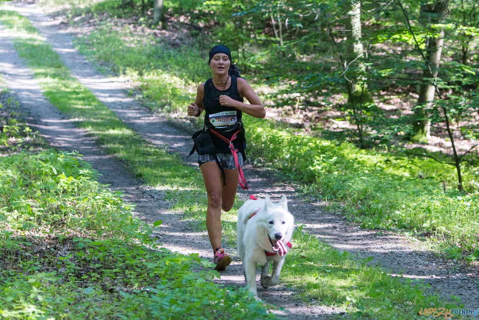 Pogoń za Wilkiem 2017 Foto: lepszyPOZNAN.pl/Piotr Rychter Pogoń za Wilkiem 2017 Foto: lepszyPOZNAN.pl/Piotr Rychter
