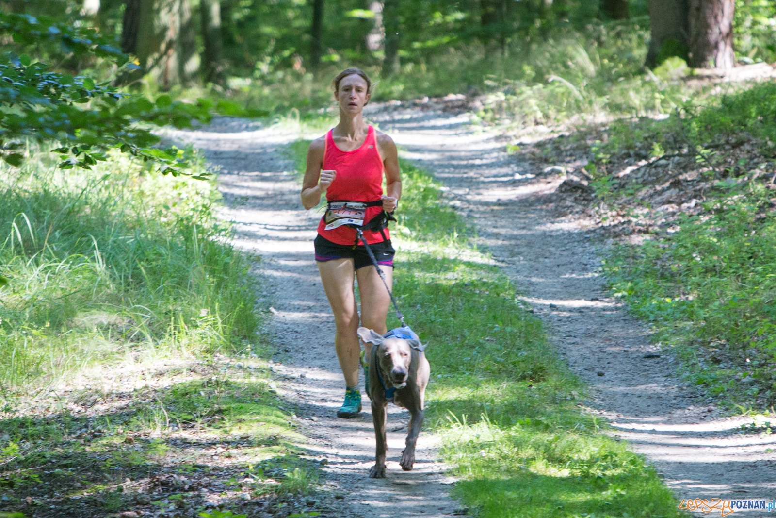 Pogoń za Wilkiem 2017 Foto: lepszyPOZNAN.pl/Piotr Rychter Pogoń za Wilkiem 2017 Foto: lepszyPOZNAN.pl/Piotr Rychter