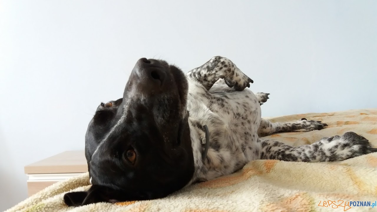 Benek Foto: Benek Foto: