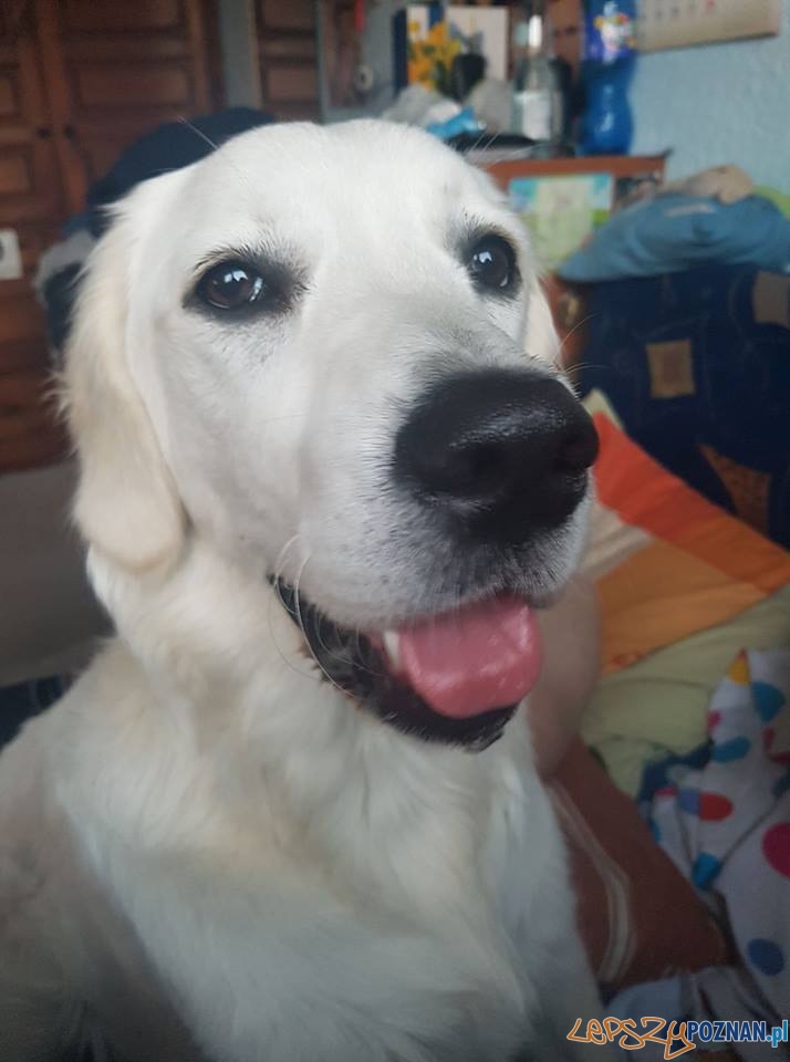 Agnieszka Romańska Nasza piękna Labi Foto: Agnieszka Romańska Nasza piękna Labi Foto: