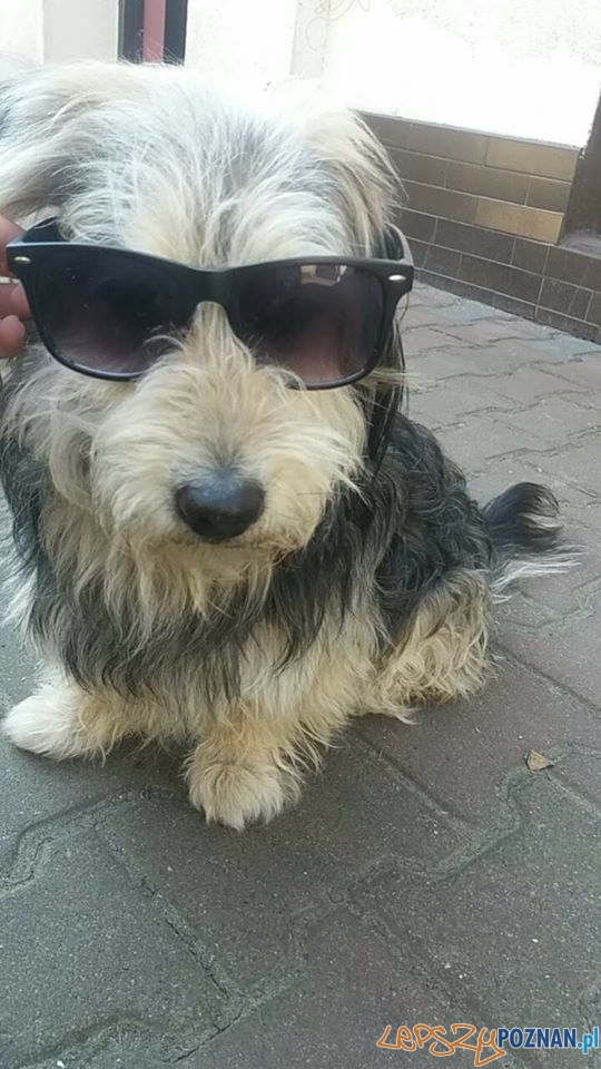 Liliana Kwiatkowska A to Agent Misiu Foto: Liliana Kwiatkowska A to Agent Misiu Foto: