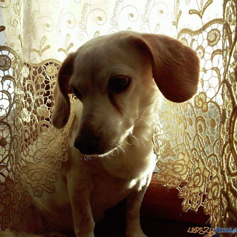 Marek Zabłocki Beza Foto: Marek Zabłocki Beza Foto: