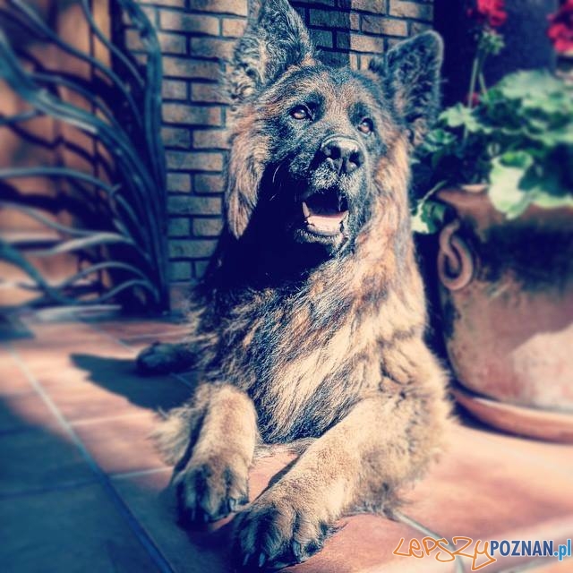 Karol Lisek Foto: Karol Lisek Foto: