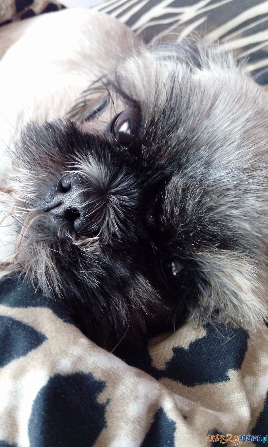 Anna Brudniewicz Daisy Foto: Anna Brudniewicz Daisy Foto: