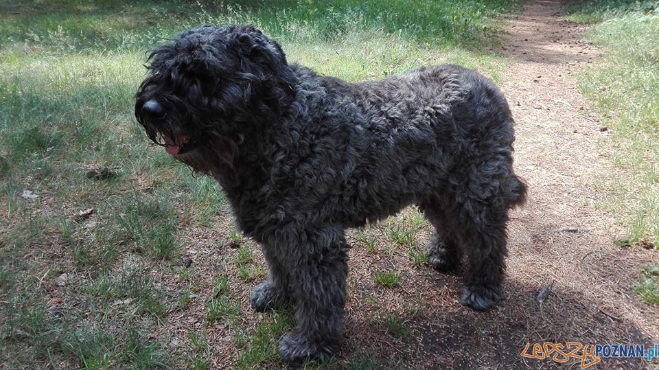 Beata Przybysz Cherry Foto: Beata Przybysz Cherry Foto: