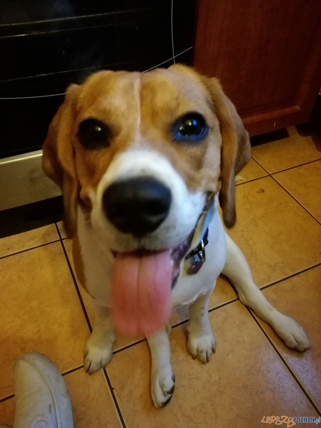 Agnieszka Gut-Podlewska - Fancia Foto: Agnieszka Gut-Podlewska - Fancia Foto: