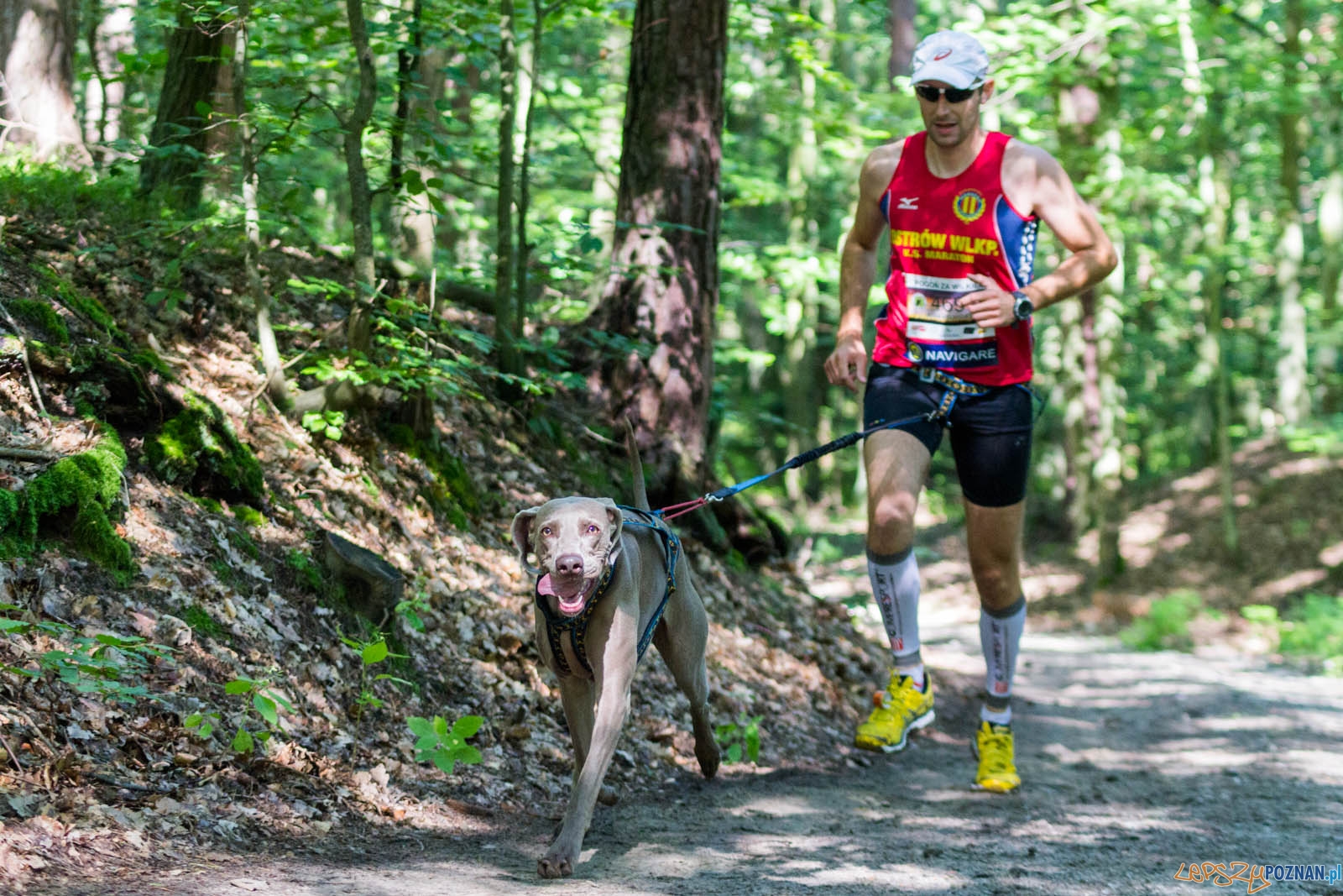 Pogoń za Wilkiem Foto: lepszyPOZNAN.pl / Ewelina Jaśkowiak Pogoń za Wilkiem Foto: lepszyPOZNAN.pl / Ewelina Jaśkowiak