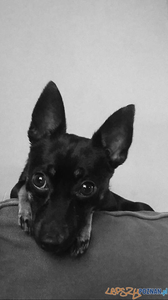 Mateusz Fortuna - Morion Foto: Mateusz Fortuna - Morion Foto: