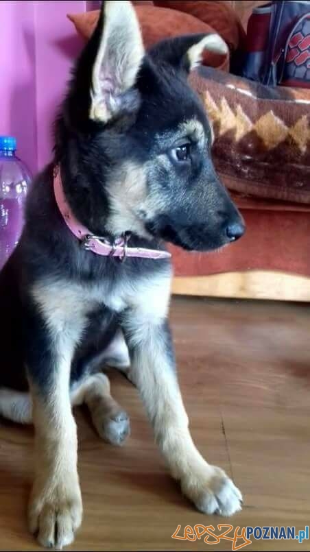 Izabela Szatan - Bajka Foto: Izabela Szatan - Bajka Foto: