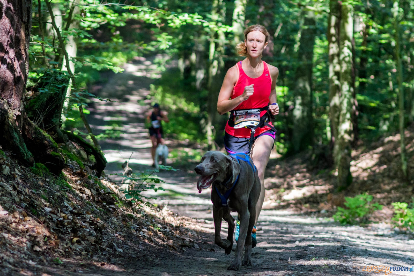 Pogoń za Wilkiem Foto: lepszyPOZNAN.pl / Ewelina Jaśkowiak Pogoń za Wilkiem Foto: lepszyPOZNAN.pl / Ewelina Jaśkowiak