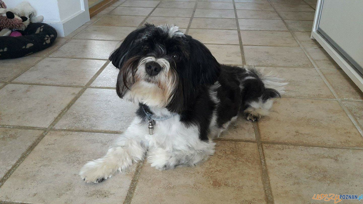 Sonia Dudkowska - Rico Foto: Sonia Dudkowska - Rico Foto: