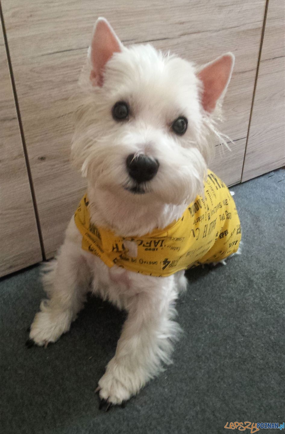 Joanna Kułakowska - Leo Foto: Joanna Kułakowska - Leo Foto: