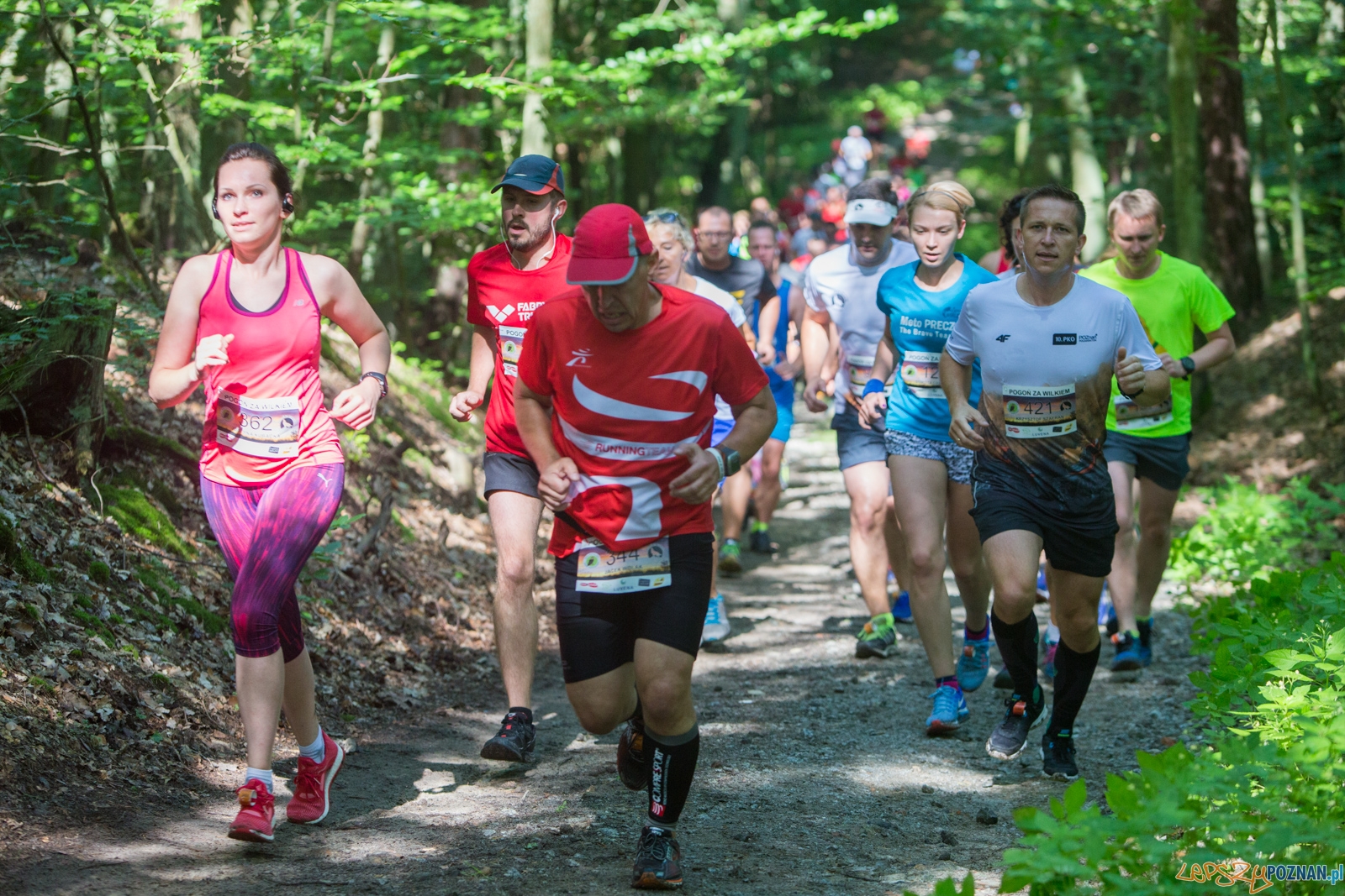 Pogoń za Wilkiem 2017 Foto: lepszyPOZNAN.pl/Piotr Rychter Pogoń za Wilkiem 2017 Foto: lepszyPOZNAN.pl/Piotr Rychter