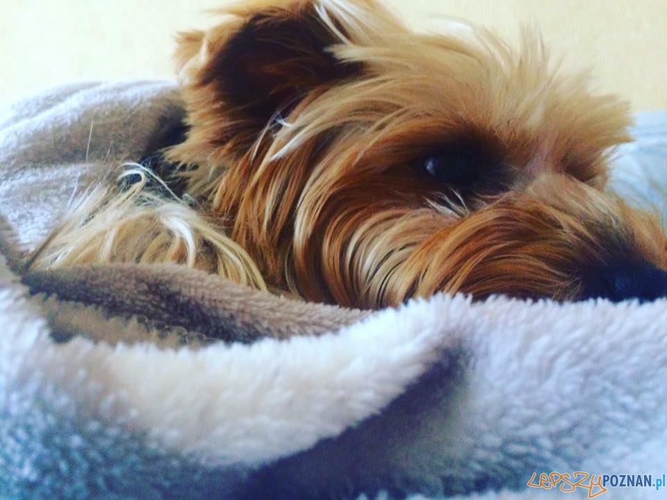 Patrycja Maria Dachtera Czabi Foto: Patrycja Maria Dachtera Czabi Foto: