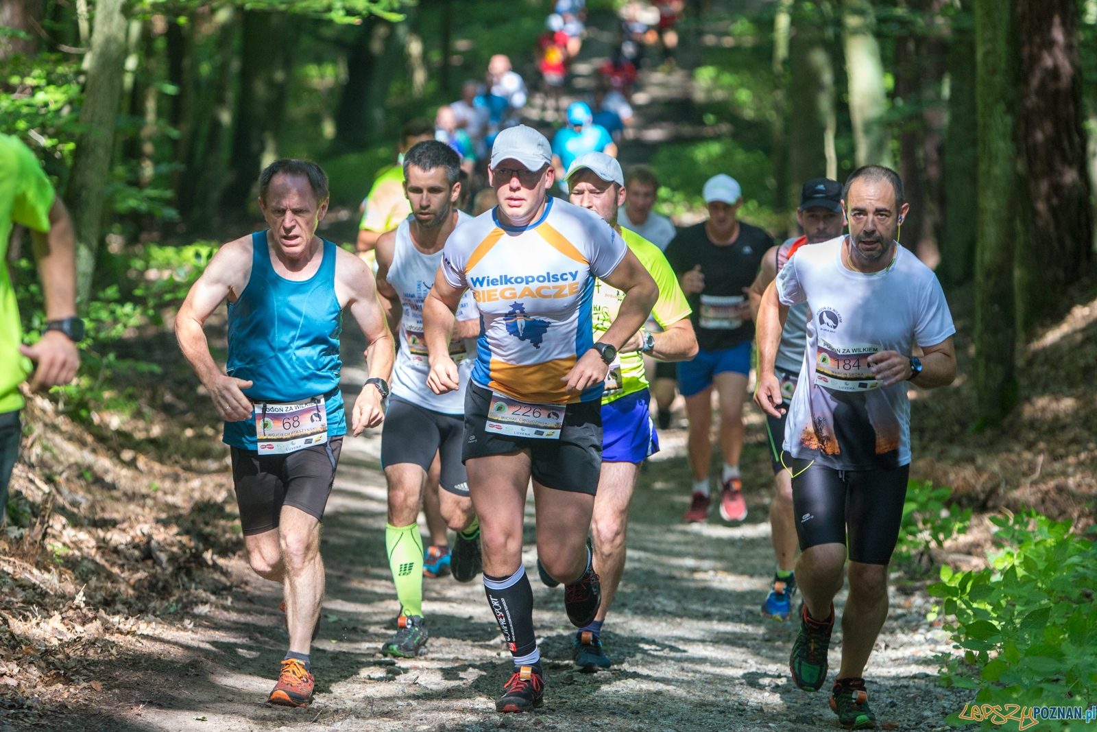 Pogoń za Wilkiem 2017 Foto: lepszyPOZNAN.pl/Piotr Rychter Pogoń za Wilkiem 2017 Foto: lepszyPOZNAN.pl/Piotr Rychter