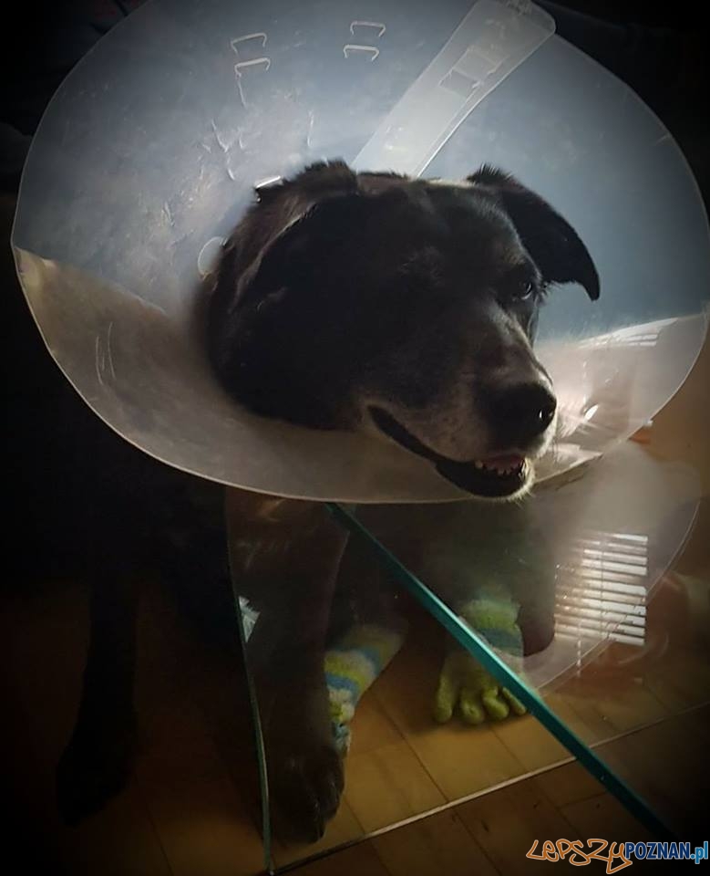 Karina Stawasz Moja biedna , po usunięciu guzów. Mamy nadzieję, że choróbsko już nie wróci Foto: Karina Stawasz Moja biedna , po usunięciu guzów. Mamy nadzieję, że choróbsko już nie wróci Foto: