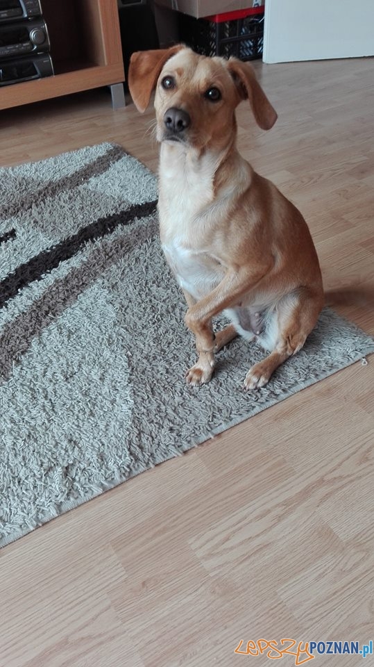 Monika Chojnacka Rubi, 1,5 roku Foto: Monika Chojnacka Rubi, 1,5 roku Foto: