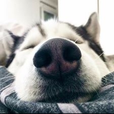 Magdalena Zgórecka To nie jest pies...to członek naszej rodziny. Husky...Rian chodź wszyscy wołamy do niego Kudłaty Foto: Magdalena Zgórecka To nie jest pies...to członek naszej rodziny. Husky...Rian chodź wszyscy wołamy do niego Kudłaty Foto: