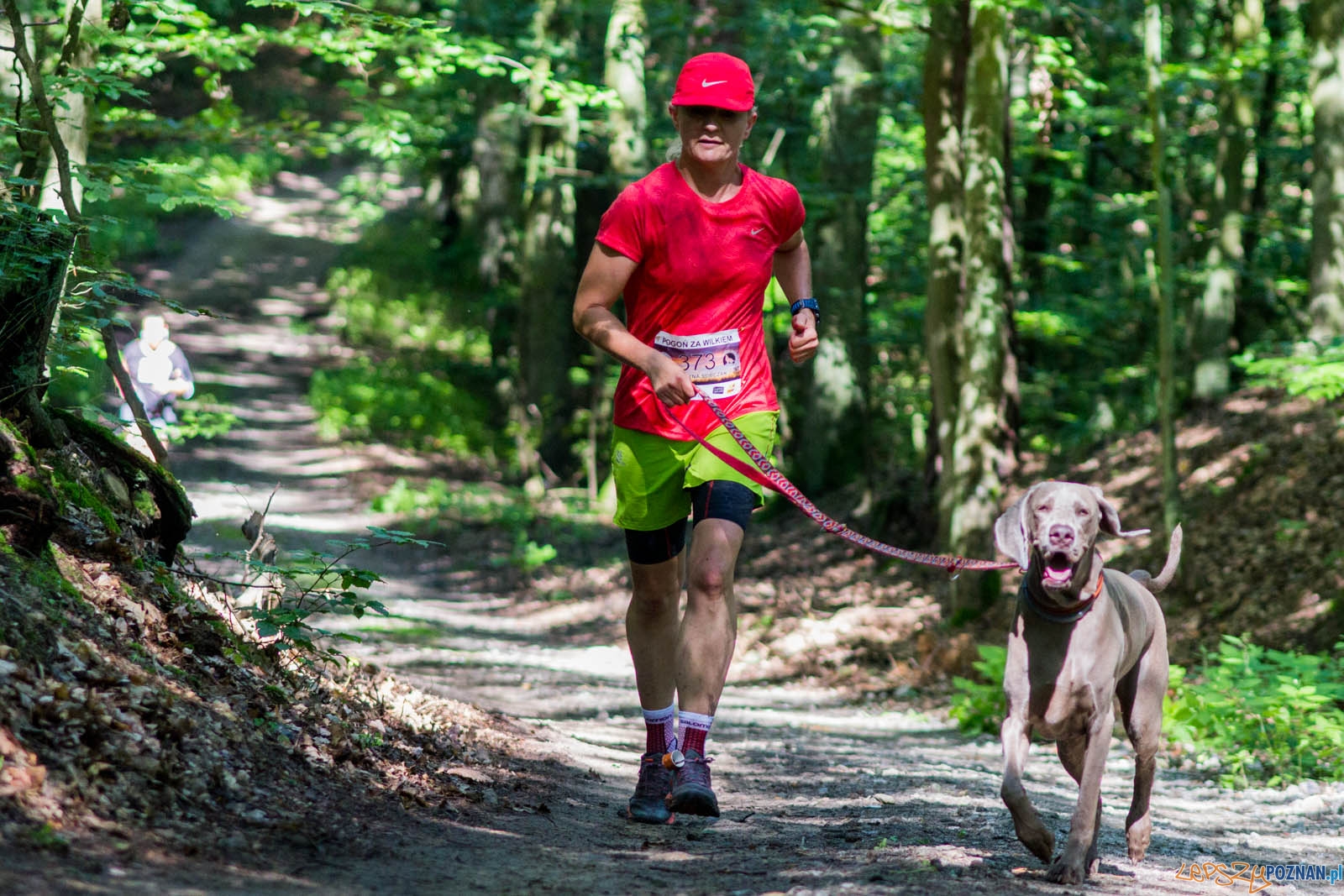Pogoń za Wilkiem Foto: lepszyPOZNAN.pl / Ewelina Jaśkowiak Pogoń za Wilkiem Foto: lepszyPOZNAN.pl / Ewelina Jaśkowiak