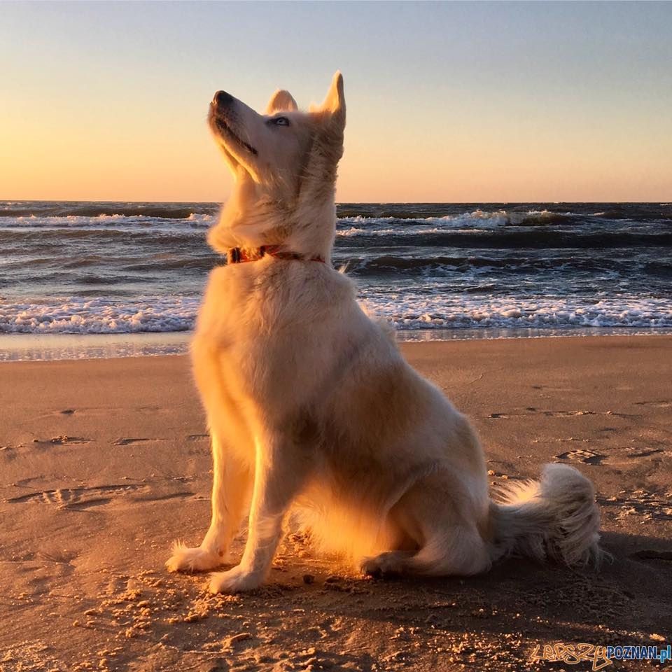 Monika Anna Jankowska Foto: Monika Anna Jankowska Foto: