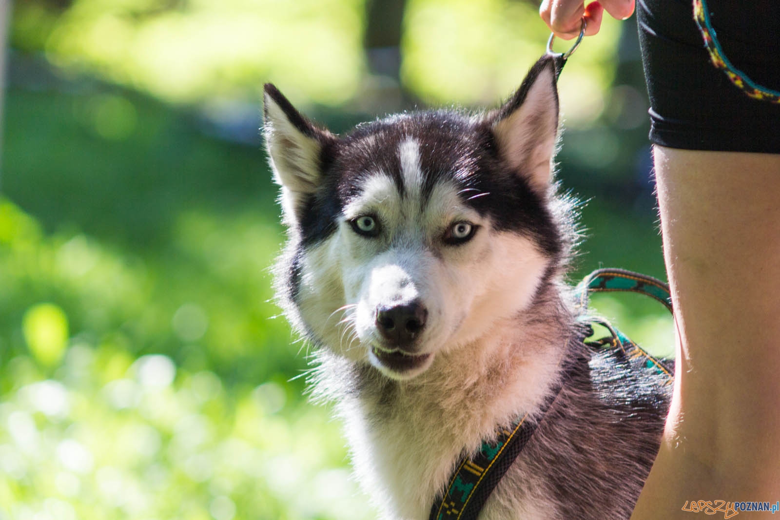 Pogoń za Wilkiem Foto: lepszyPOZNAN.pl / Ewelina Jaśkowiak Pogoń za Wilkiem Foto: lepszyPOZNAN.pl / Ewelina Jaśkowiak