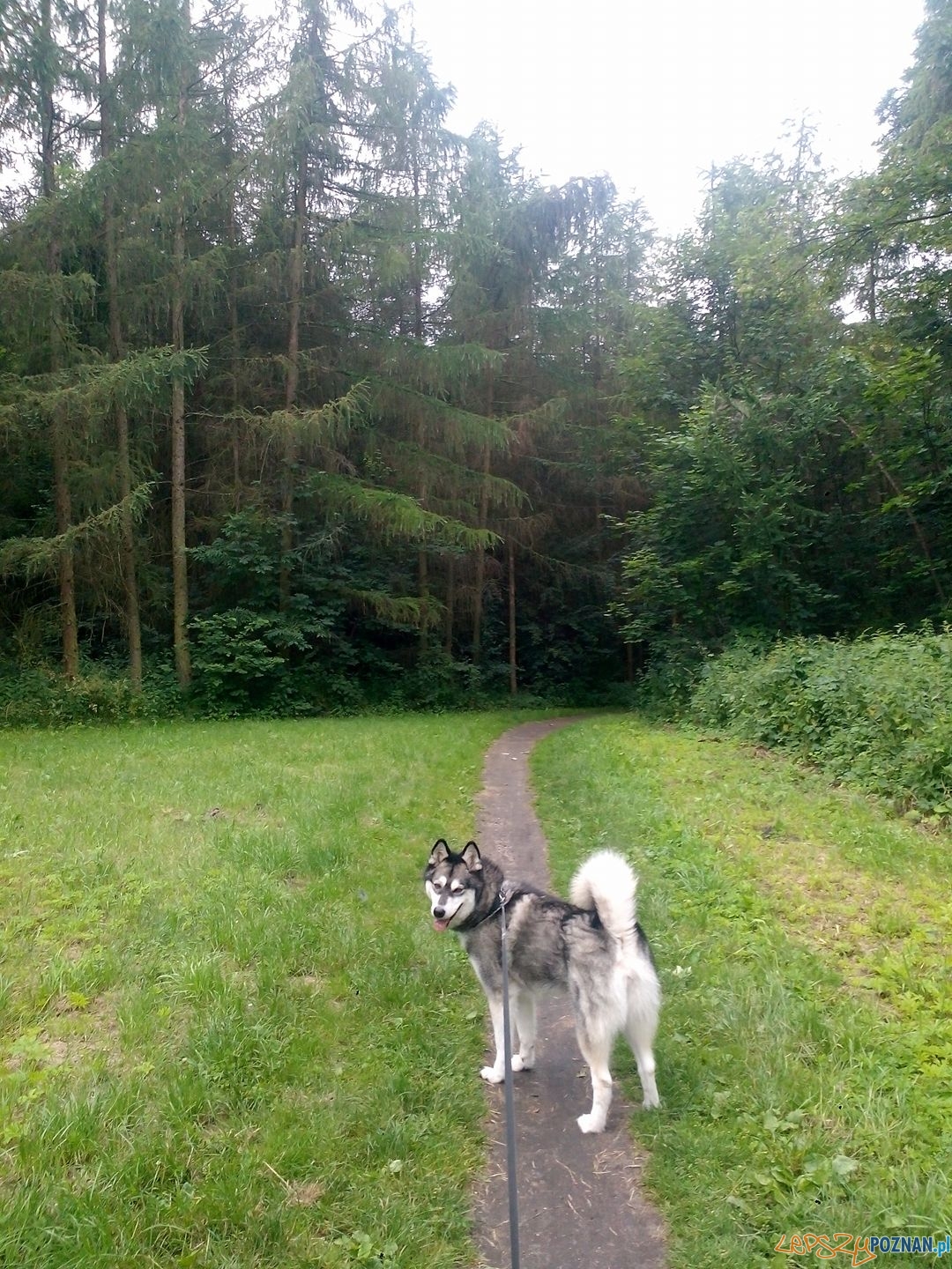 Marta Czaińska - Parada Foto: Marta Czaińska - Parada Foto: