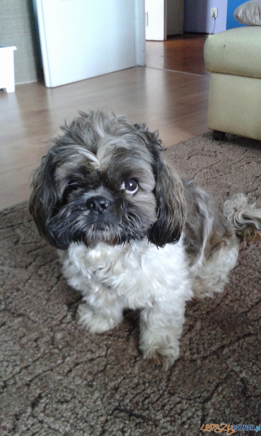 Marzena Kaczmarek - Tofik Foto: Marzena Kaczmarek - Tofik Foto: