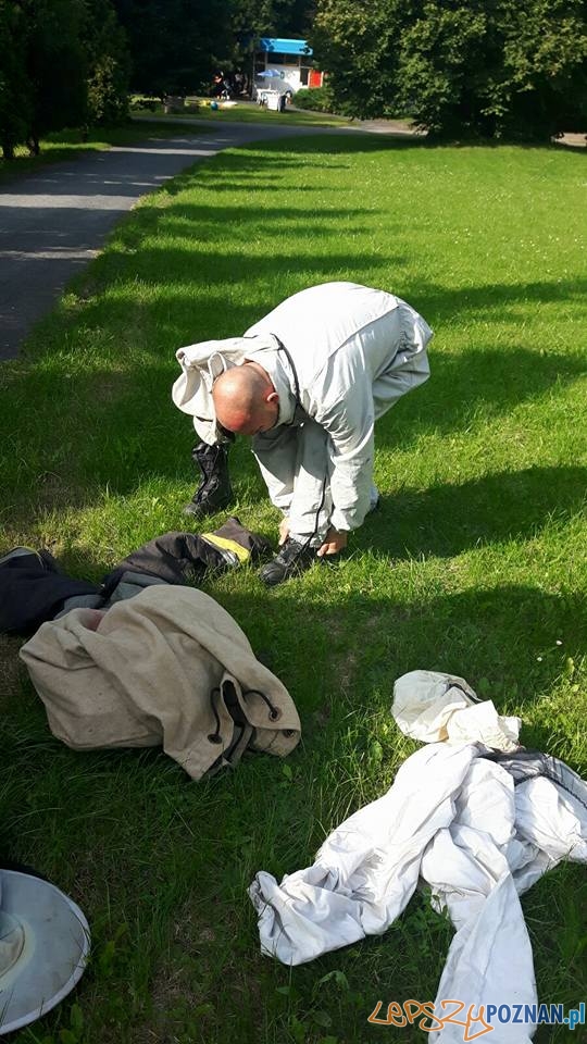 Groźne osy i szerszenie Foto: OSP Suchy Las Groźne osy i szerszenie Foto: OSP Suchy Las