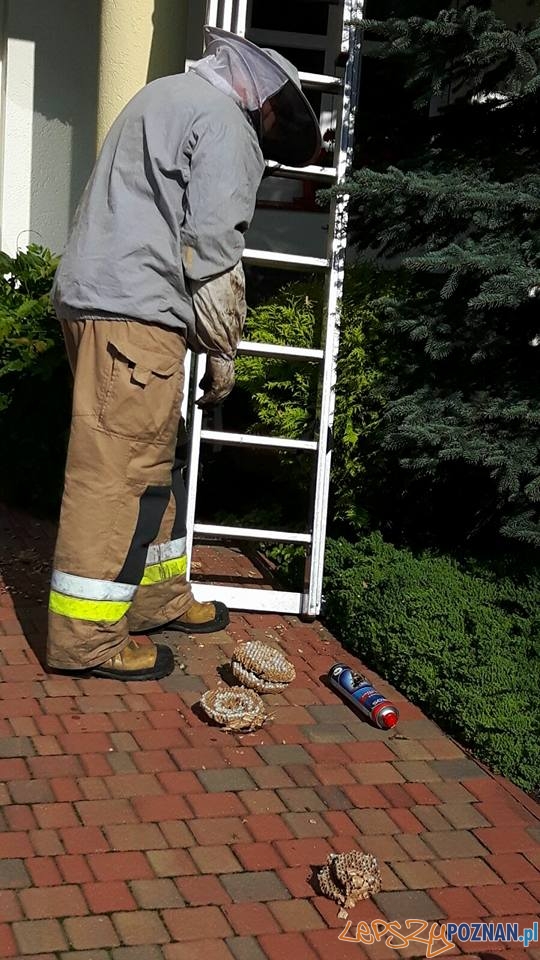 Groźne osy i szerszenie Foto: OSP Suchy Las Groźne osy i szerszenie Foto: OSP Suchy Las