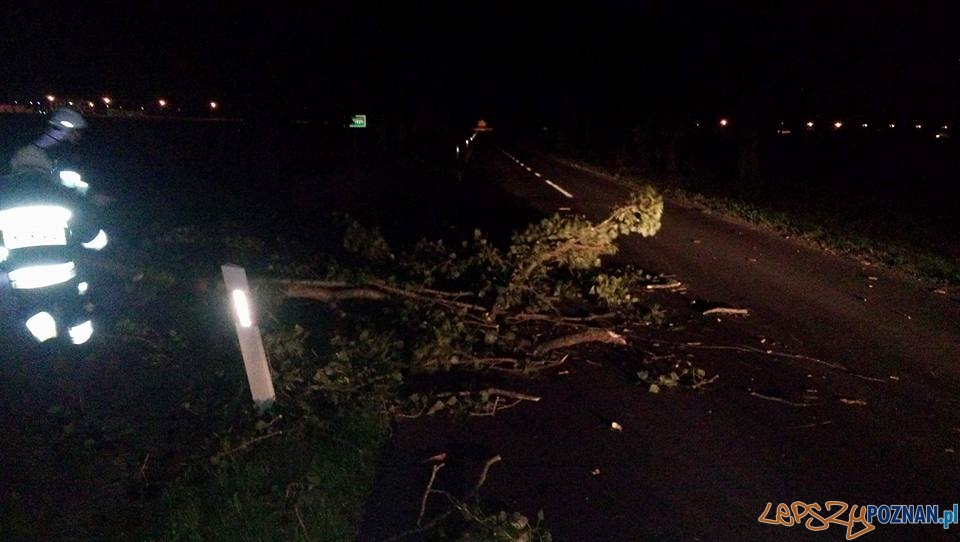 Usuwanie wiatrołomów z dróg Kostrzyn- Kleszczewo i Klony- Gułtowy Foto: OSP Kostrzyn Usuwanie wiatrołomów z dróg Kostrzyn- Kleszczewo i Klony- Gułtowy Foto: OSP Kostrzyn