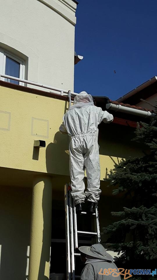 Groźne osy i szerszenie Foto: OSP Suchy Las Groźne osy i szerszenie Foto: OSP Suchy Las