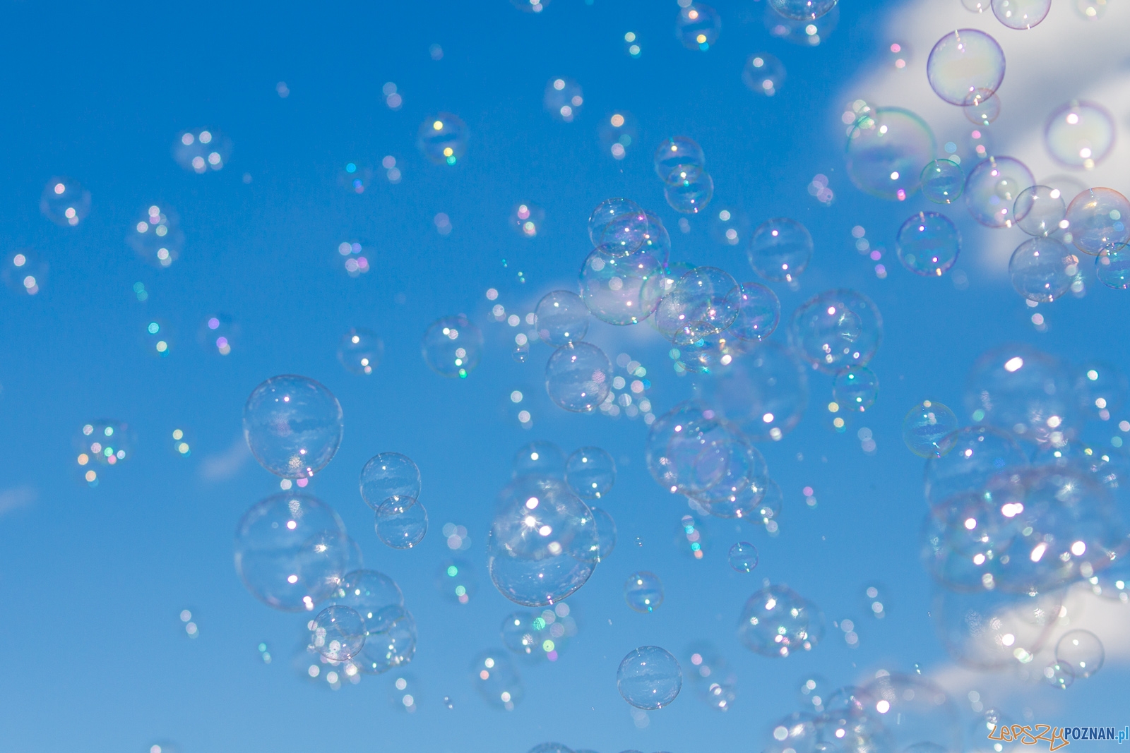 Festiwal Baniek Mydlanych Foto: lepszyPOZNAN.pl / Ewelina Jaskowiak Festiwal Baniek Mydlanych Foto: lepszyPOZNAN.pl / Ewelina Jaskowiak