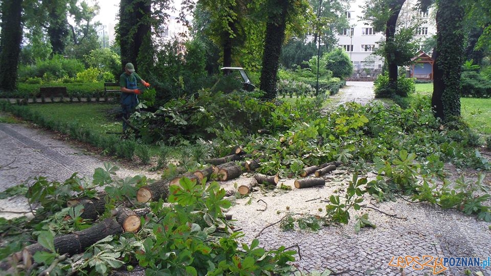 Sprzątanie po burzy z Starym ZOO Foto: ZOO POZNAŃ Sprzątanie po burzy z Starym ZOO Foto: ZOO POZNAŃ