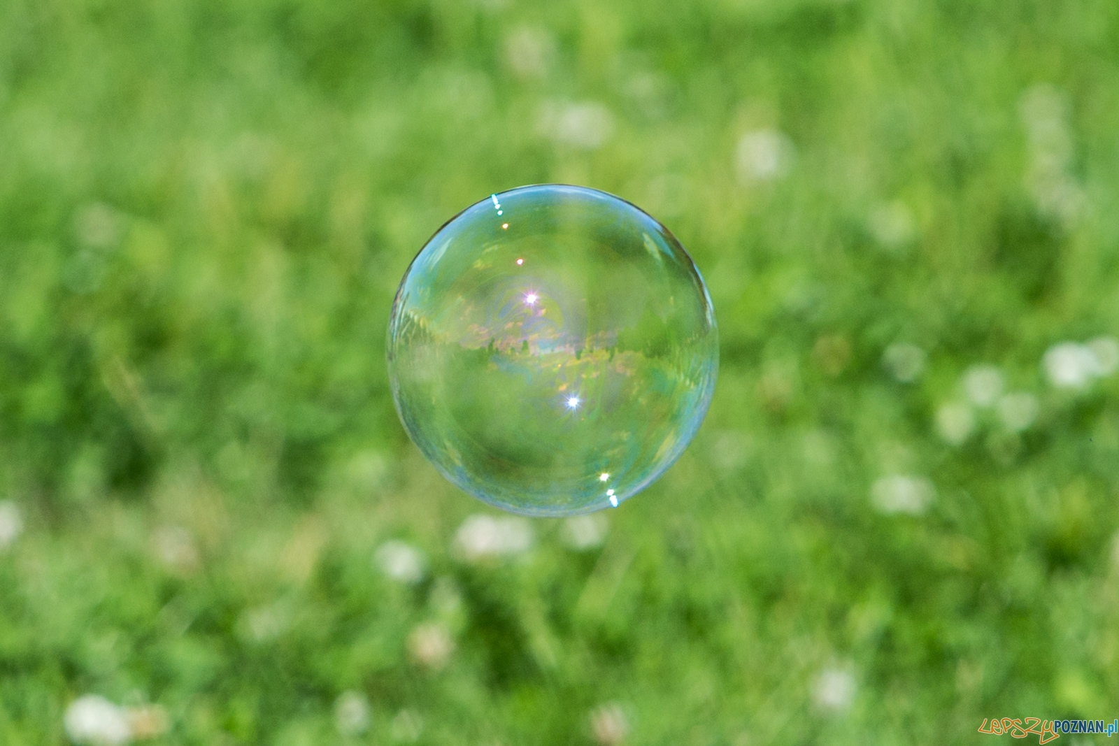 Festiwal Baniek Mydlanych Foto: lepszyPOZNAN.pl/Piotr Rychter Festiwal Baniek Mydlanych Foto: lepszyPOZNAN.pl/Piotr Rychter