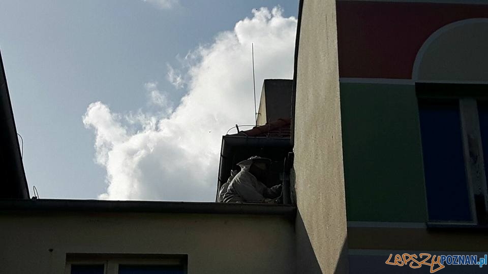 Groźne osy i szerszenie Foto: OSP Suchy Las Groźne osy i szerszenie Foto: OSP Suchy Las