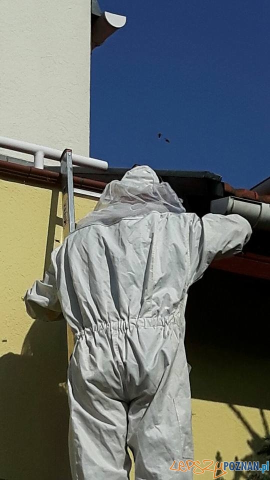 Groźne osy i szerszenie Foto: OSP Suchy Las Groźne osy i szerszenie Foto: OSP Suchy Las