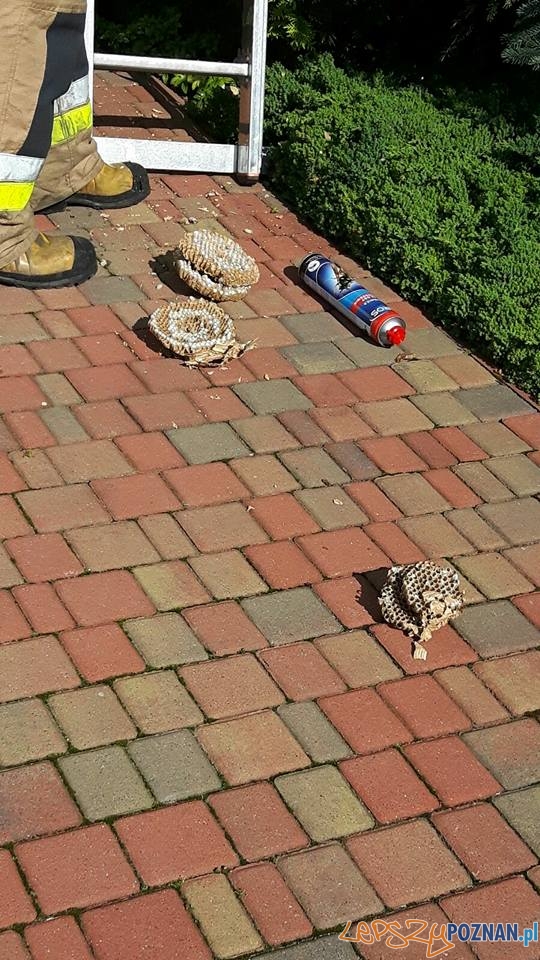 Groźne osy i szerszenie Foto: OSP Suchy Las Groźne osy i szerszenie Foto: OSP Suchy Las