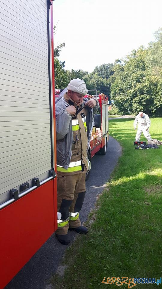 Groźne osy i szerszenie Foto: OSP Suchy Las Groźne osy i szerszenie Foto: OSP Suchy Las