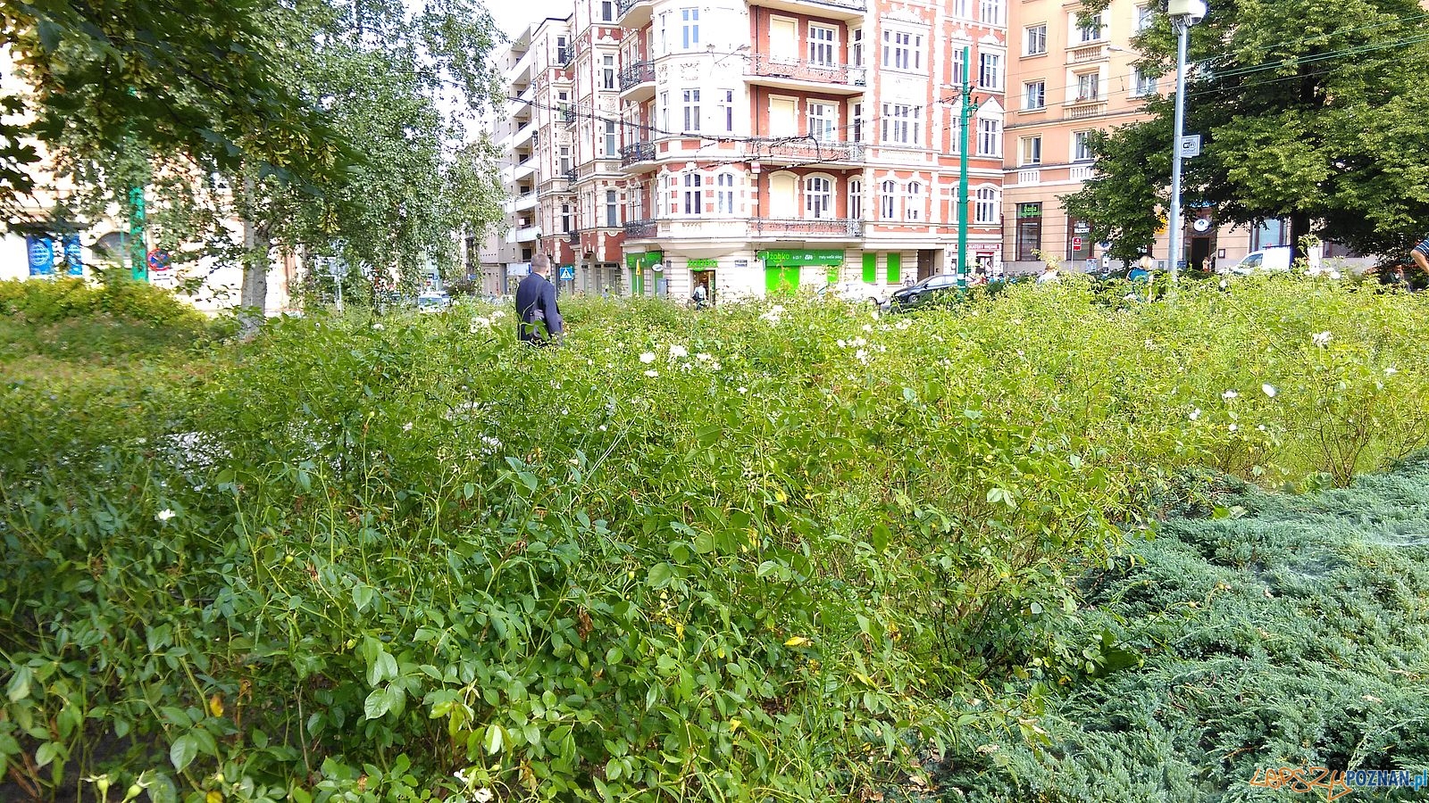 Plac Ratajskiego (3) Foto: T. Dworek / ROSM Plac Ratajskiego (3) Foto: T. Dworek / ROSM