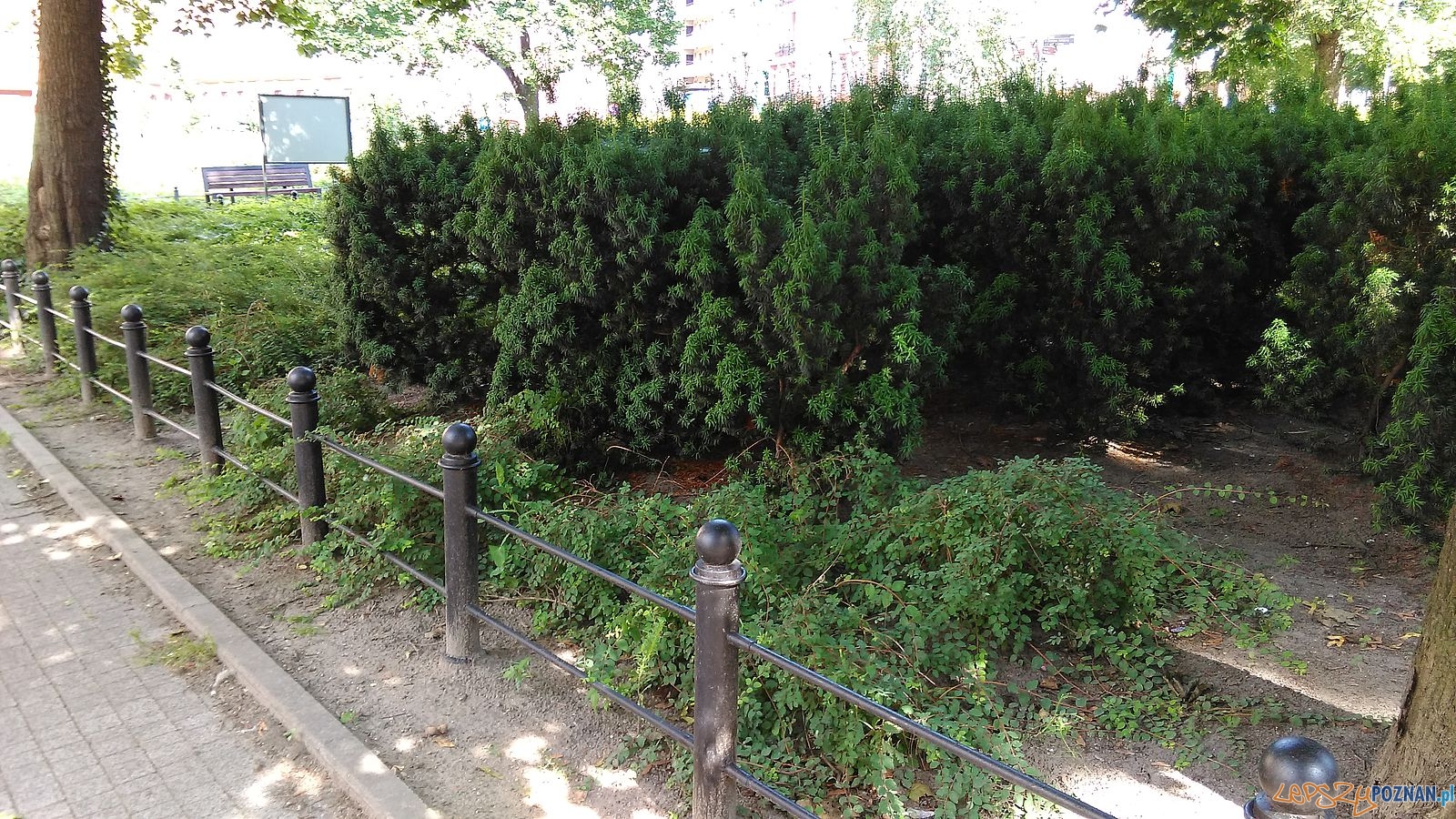 Plac Ratajskiego (6) Foto: T. Dworek / ROSM Plac Ratajskiego (6) Foto: T. Dworek / ROSM