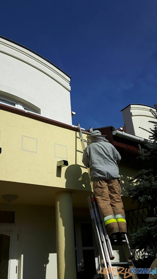 Groźne osy i szerszenie Foto: OSP Suchy Las Groźne osy i szerszenie Foto: OSP Suchy Las